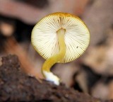 Pluteus chrysophlebius image