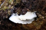 Gloeoporus dichrous image