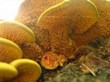 Pseudomerulius curtisii image