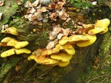 Pseudomerulius curtisii image