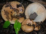 Lactarius psammicola image