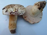 Tylopilus peralbidus image