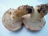 Tylopilus peralbidus image