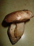 Tylopilus peralbidus image