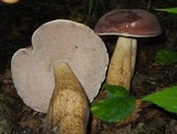 Tylopilus rubrobrunneus image