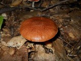 Aureoboletus auriporus image