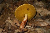 Aureoboletus auriporus image