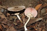 Agaricus placomyces image