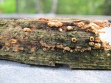Sphaerobolus stellatus image