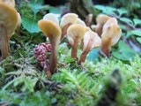Spathulariopsis velutipes image