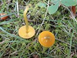 Hygrocybe psittacina var. perplexa image