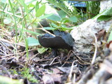 Helvella corium image