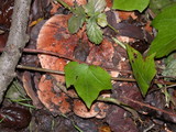 Tricholoma dryophilum image