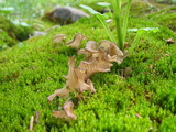 Arrhenia lobata image