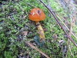 Hygrocybe psittacina var. perplexa image