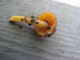 Hygrocybe psittacina var. perplexa image