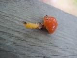Hygrocybe psittacina var. perplexa image