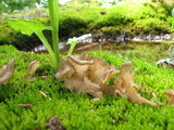 Arrhenia lobata image