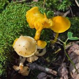 Humidicutis marginata image