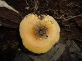 Hygrophoropsis aurantiaca image