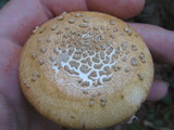 Amanita roseitincta image
