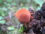 Flammulaster erinaceellus image