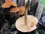 Flammulaster erinaceellus image