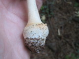 Amanita roseitincta image