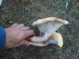 Neolentinus lepideus image