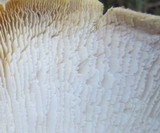 Neolentinus lepideus image