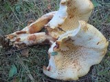 Neolentinus lepideus image