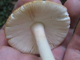 Amanita roseitincta image