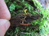 Ophiocordyceps variabilis image