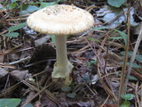 Amanita roseitincta image