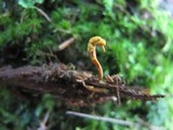 Ophiocordyceps variabilis image