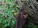 Ophiocordyceps variabilis image