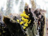 Arcyria carnea image