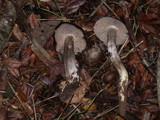 Entoloma ferruginans image