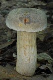 Retiboletus griseus image