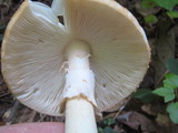 Amanita roseitincta image