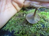 Arrhenia epichysium image