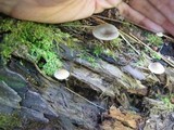 Arrhenia epichysium image