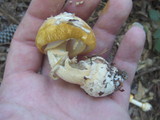 Amanita roseitincta image