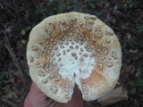 Amanita roseitincta image