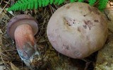 Tylopilus violatinctus image