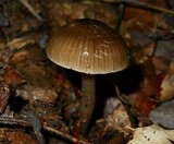 Gliophorus irrigatus image