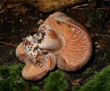 Lactarius corrugis image