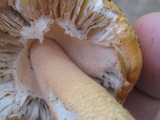 Amanita roseitincta image