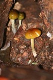 Bolbitius callistus image