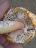 Amanita roseitincta image